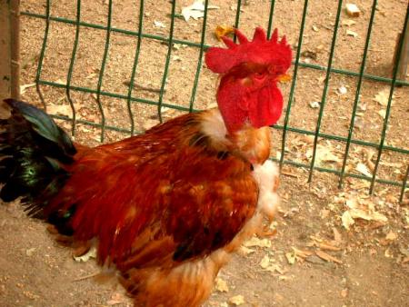 [ Dernière aprem avec Mel ] =+> [ Le coq ]